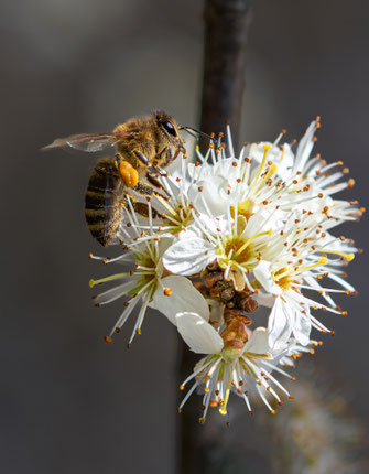 Biene auf Nahrungssuche - Foto: Sonja Sbresny