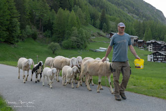 Niwi, 23.05.26, abendliches Heimbringen der Saaser Mutten in den Stall.