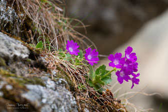 Nun blühen sie wieder für eine kurze Zeit und läuten den Bergfrühling ein, die Tschuggumeije (Primel).