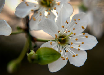 weiße Blüten im Februar, Baum in Oberhausen