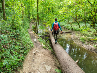 Waldpfad am Wüstenbach bei Kirchberg mit moosbewachsenen Felsen und Bäumen