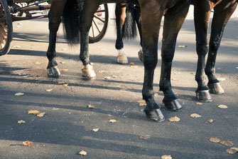 Pferdekutsche – minalux | Intuitive Hochzeitsfotografie von Mina Esfandiari