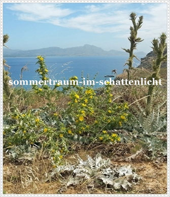Blumen, Pflangzen, am Meer, Bucht, blauer Himmel, Blüten, Distel, Hügel, Berge, Meer, See Urheber: Nicole Krutzinna-Hilger