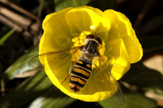 Hainschwebfliege auf Winterling - ©Pfeuffer Eberhard; LBV Bildarchiv