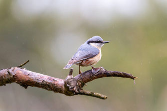 Kartierung, Monitoring, Naturschutz, Umweltfachlich, Naturschutzfachlich, Avifauna, Vögel, Reptilien, Amphibien