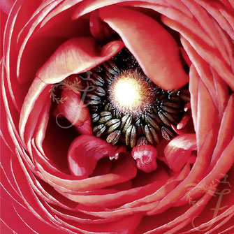 Limitiertes Fotokunst Blumen Wandbild, Motiv Innenleben, von Flora Funkenflug mit Blüte einer Ranunkel in rot online kaufen