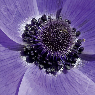 Limitiertes Fotokunst Blumen Wandbild, Motiv Bewusstsein, von Flora Funkenflug mit Blüte einer Anemone in violett lila online kaufen