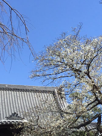 3 月 24 日の密蔵院本殿