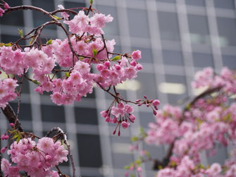 梅田ＤＴタワービル南側の枝垂桜