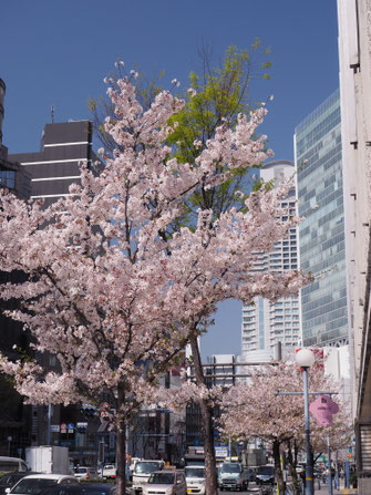 国道２号線の桜並木