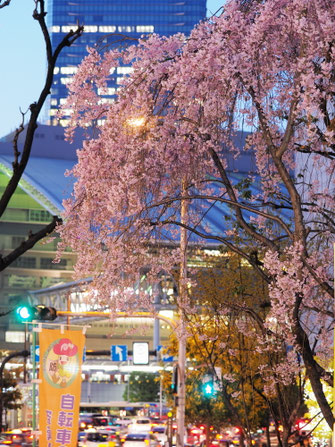 第１ビル北側の枝垂桜夜景
