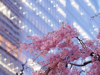 枝垂桜夜景