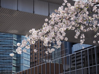 国道２号線の桜並木