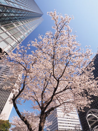梅田ＤＴタワービル南側の桜並木