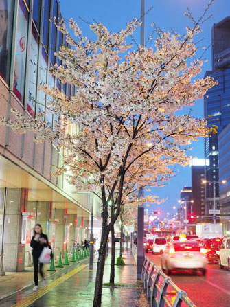 国道２号線の桜夜景