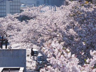 第3ﾋﾞﾙ～DTﾀﾜｰ～丸ﾋﾞﾙの桜並木