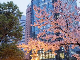 第３ビル北側の桜夜景