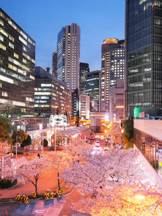 高層ビルと桜夜景