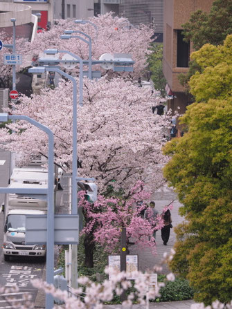 梅田ＤＴタワービル南側の桜並木