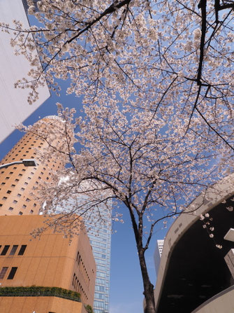 ヒルトン大阪南側の桜