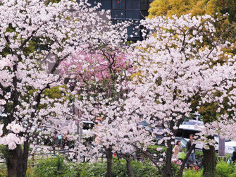 大阪駅前第１ビル北側の桜