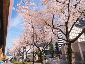 大阪丸ビル南側の桜並木