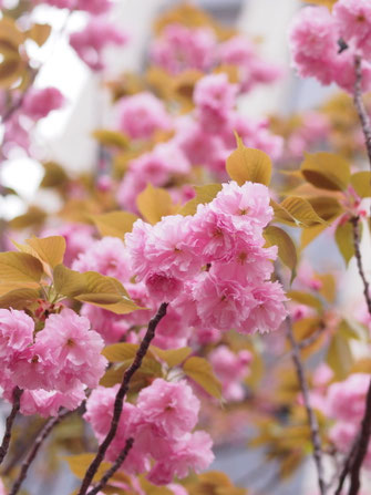 八重桜