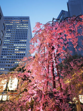 露 天神社の枝垂桜ライトアップ