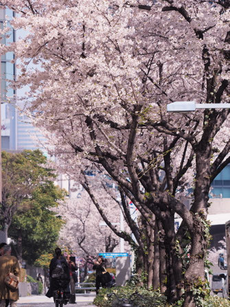 大阪丸ビル南側の桜並木