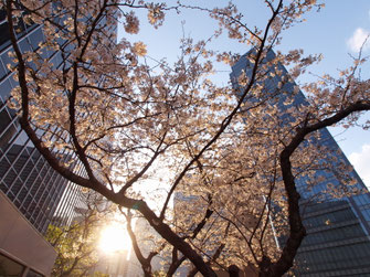 第２ビル３階の桜