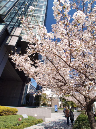 梅田ＤＴタワービル南側の桜並木