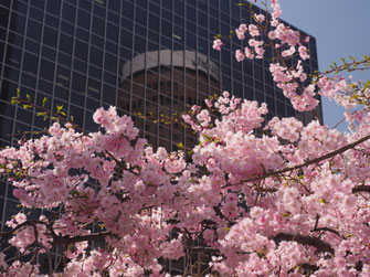 梅田ＤＴタワービル南側の枝垂桜