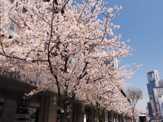 国道２号線の桜並木