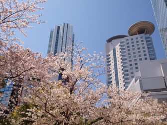 大阪駅前第１ビル北側の桜