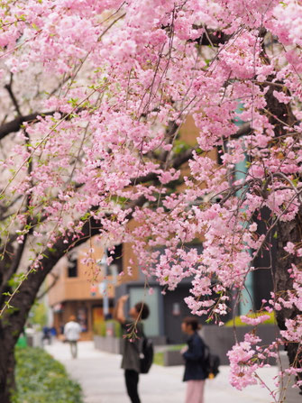 梅田ＤＴタワービル南側の枝垂桜