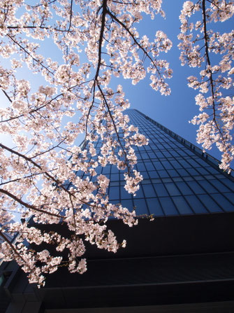 梅田ＤＴタワービル南側の桜並木