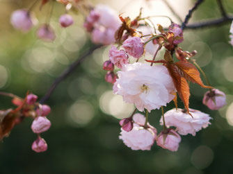 八重桜