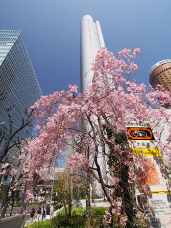 ヒルトン大阪南側の枝垂れ桜