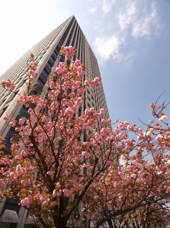 第３ビル３階の八重桜