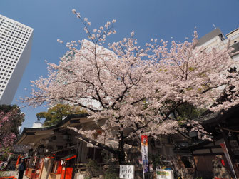 露 天神社の桜