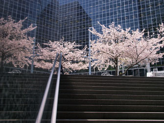 梅田ＤＴタワービル南側の桜並木
