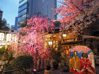 露 天神社の枝垂桜ライトアップ