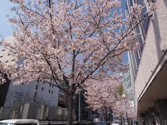 国道２号線の桜並木