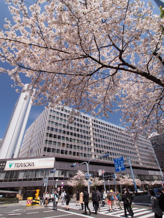 国道２号線、北新地の桜～第1ビル