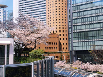 大阪駅前第２ビル３階緑地の桜