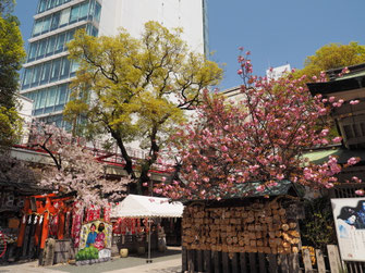 露 天神社の八重桜