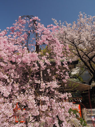 露 天神社の枝垂桜