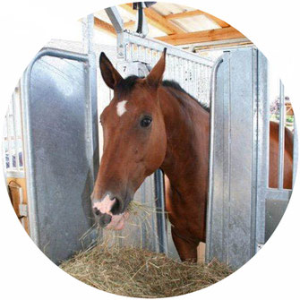 Pferdehof, Reiterhof, Aktivstall, Offenstall, Emmerting, Ribesmeier, Mitterlehner, Reithalle, Paddockboxen, Stall