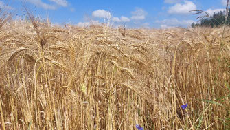 Weizenfeld im Sommer