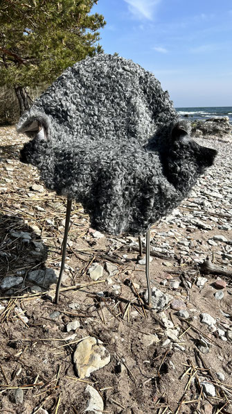 Gotländisches Lammfell mit Locken bunt